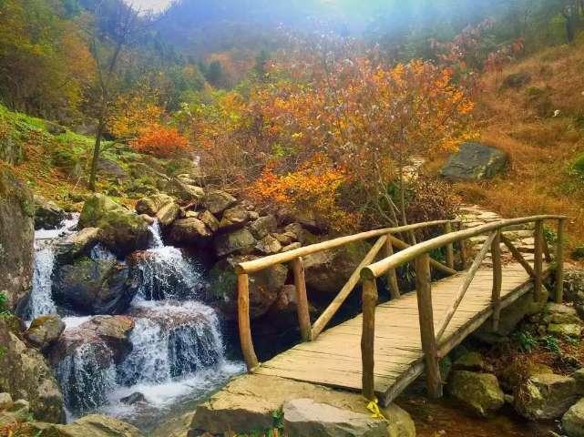 小小羊肚菌撑开“致富伞”
